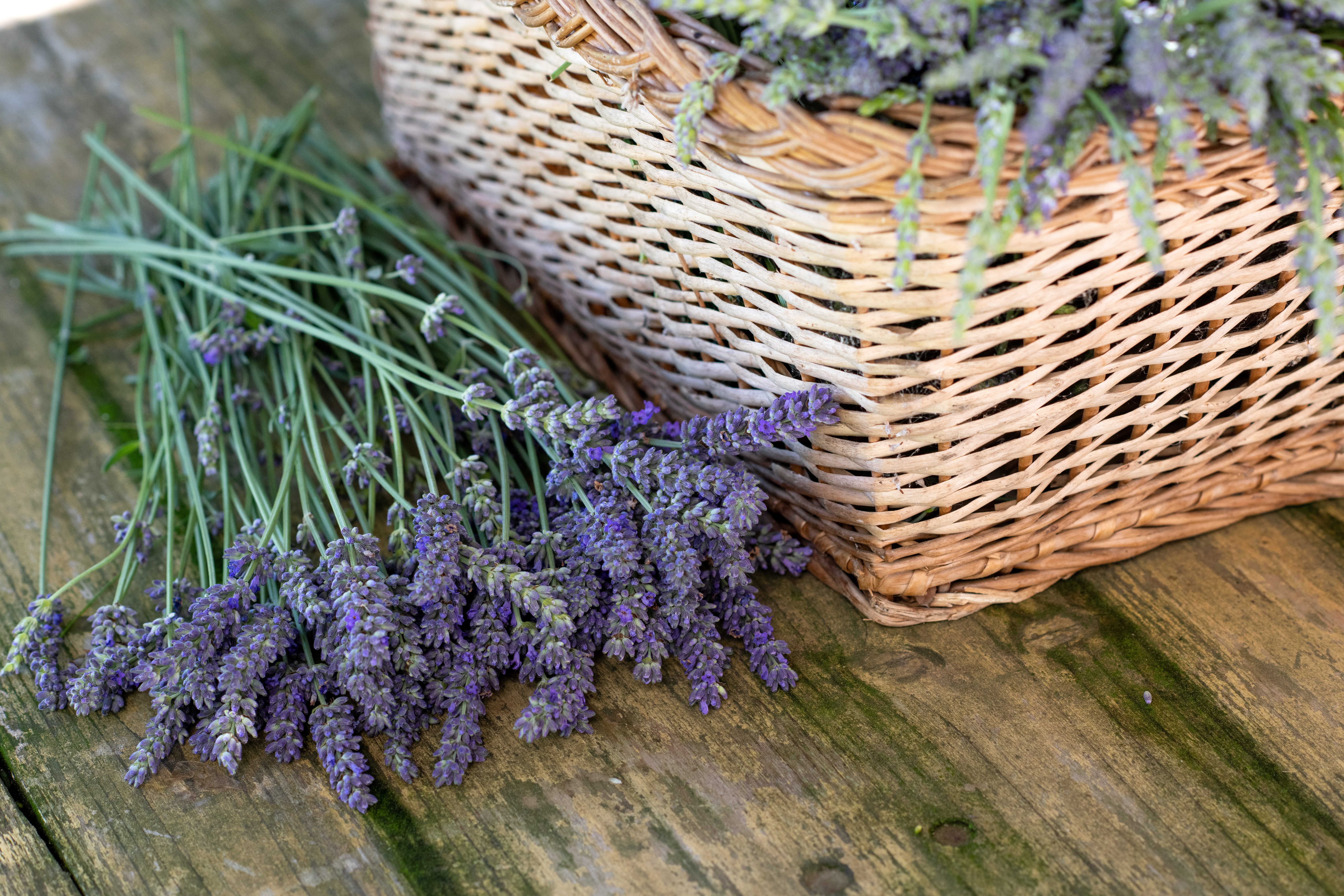 Oils and Fragrances